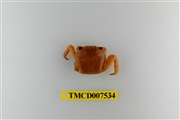 藏品(白紋方蟹)的圖片